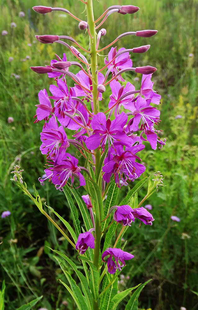 Изображение особи Chamaenerion angustifolium.