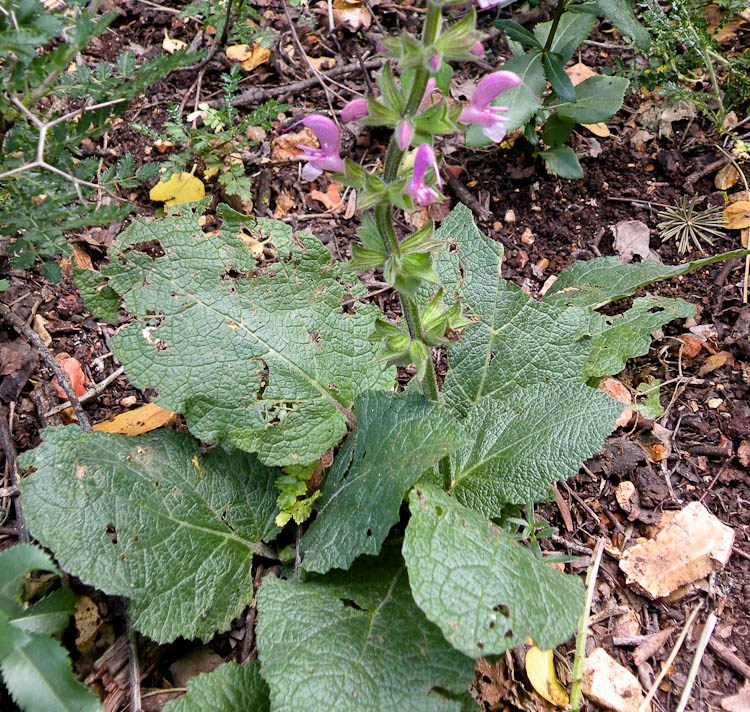 Image of Salvia hierosolymitana specimen.