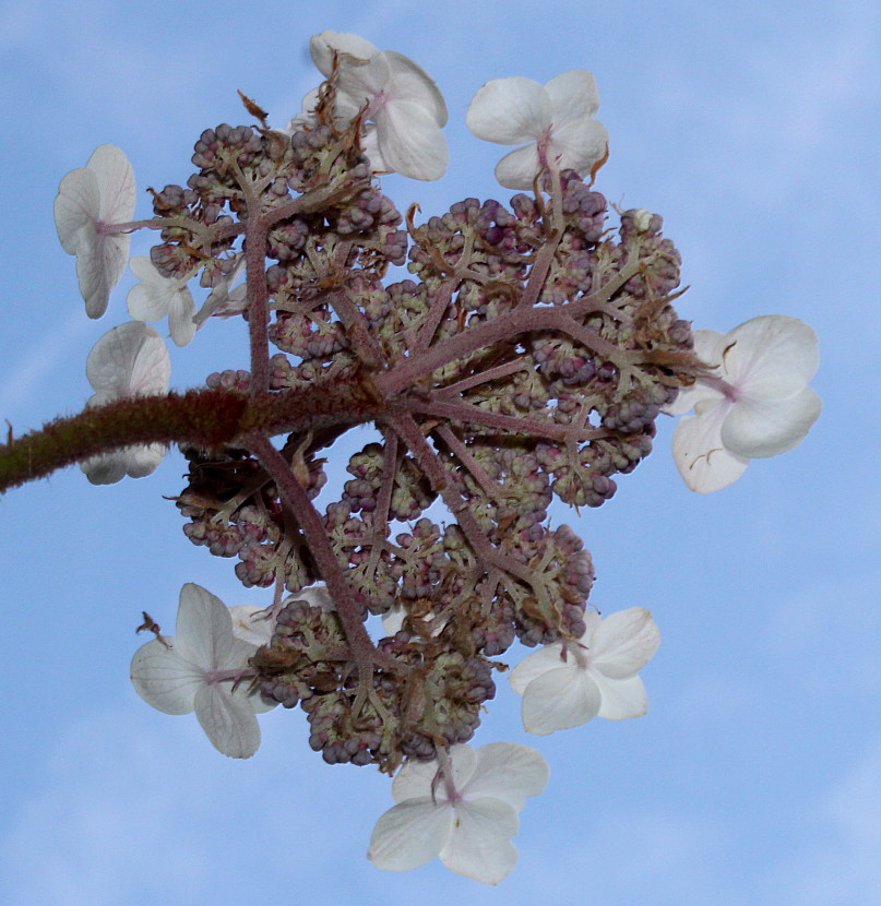 Image of Hydrangea strigosa specimen.