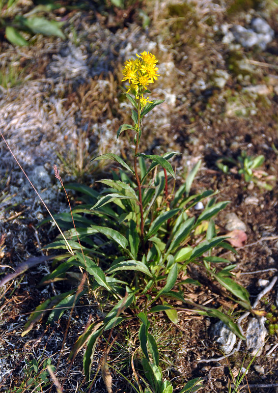 Изображение особи Solidago virgaurea ssp. lapponica.