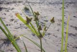 Cyperus glomeratus