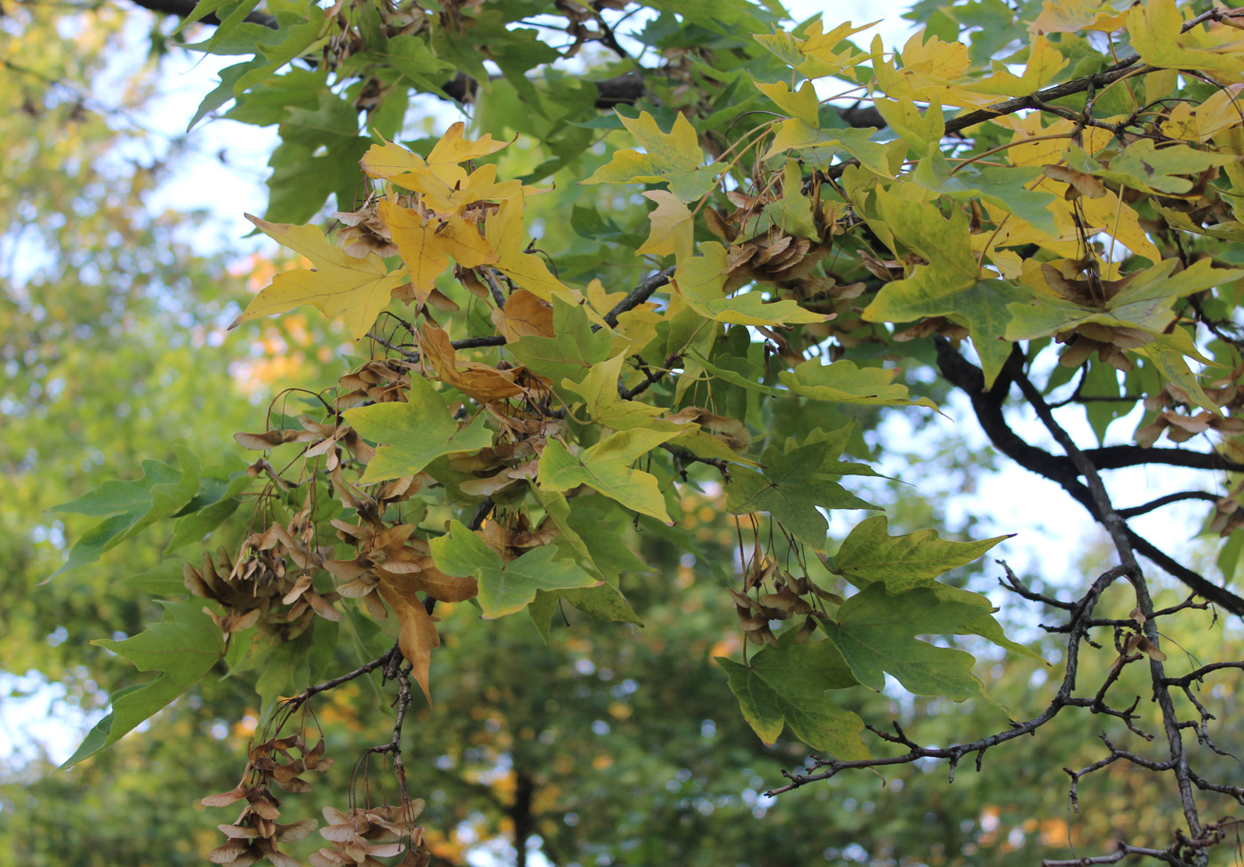 Image of Acer miyabei specimen.