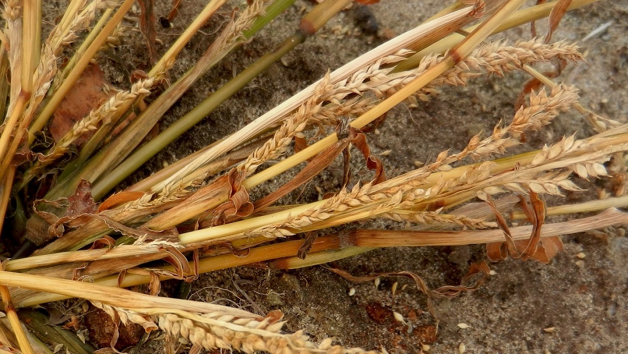 Изображение особи Echinochloa crus-galli.