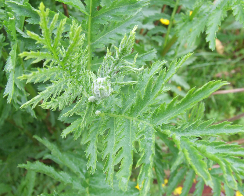 Image of Tanacetum vulgare specimen.