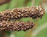 Sanguisorba canadensis. Верхние части соплодий. Германия, г. Крефельд, Ботанический сад. 06.09.2014.