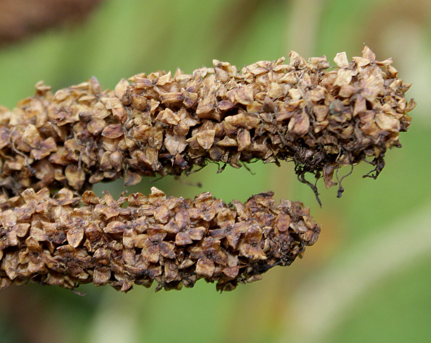 Изображение особи Sanguisorba canadensis.