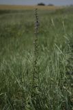 Campanula bononiensis. Цветущее растение в степи. Белгородская обл., окр. пос. Борисовка, Острасьев Яр. 30.06.2009.