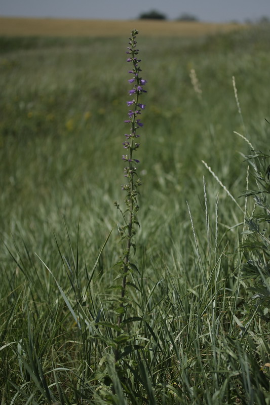 Image of Campanula bononiensis specimen.