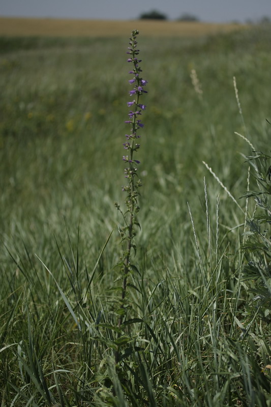 Изображение особи Campanula bononiensis.