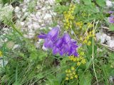 Campanula woronowii