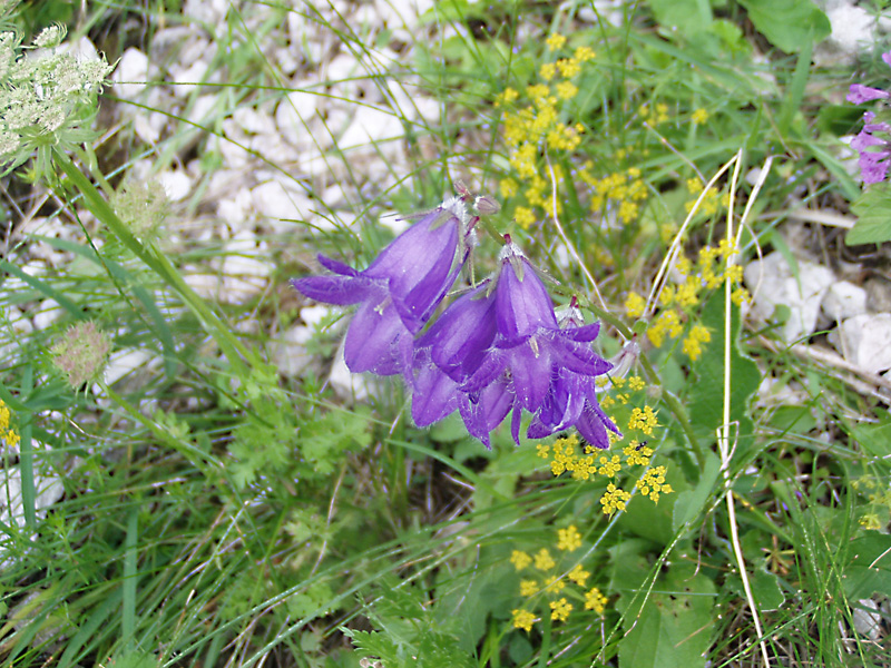 Изображение особи Campanula woronowii.