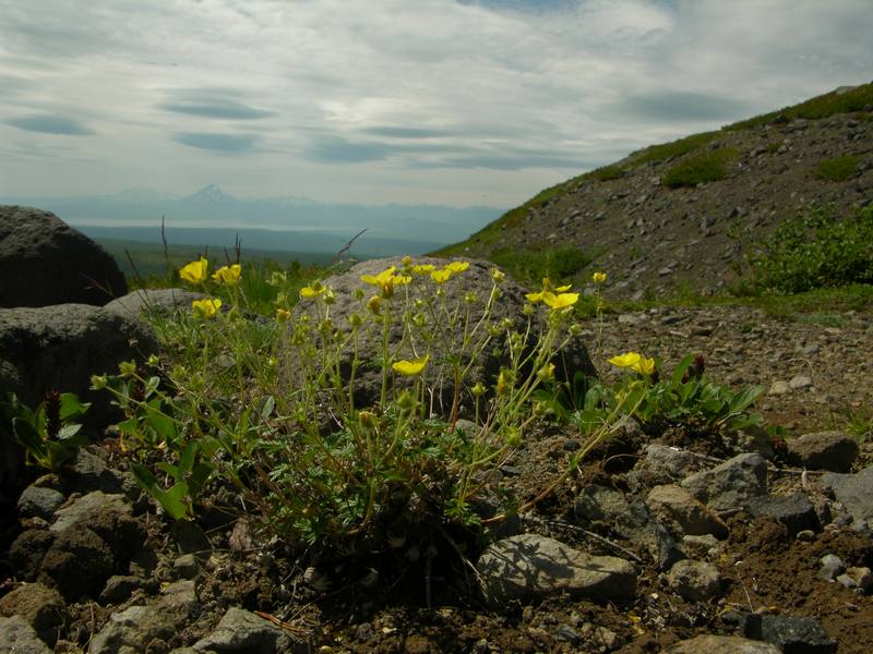 Изображение особи Potentilla vulcanicola.