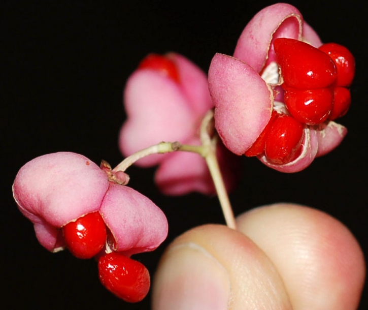 Image of Euonymus maackii specimen.