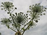 Heracleum sosnowskyi. Верхушка цветущего растения. Московская обл., ЗБС МГУ. 02.07.2007.