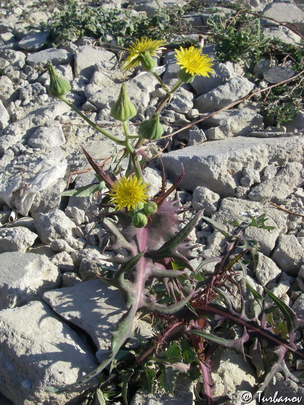 Изображение особи Sonchus oleraceus.