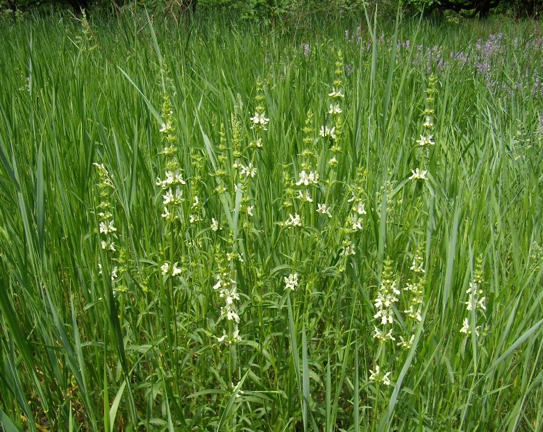 Изображение особи Stachys krynkensis.