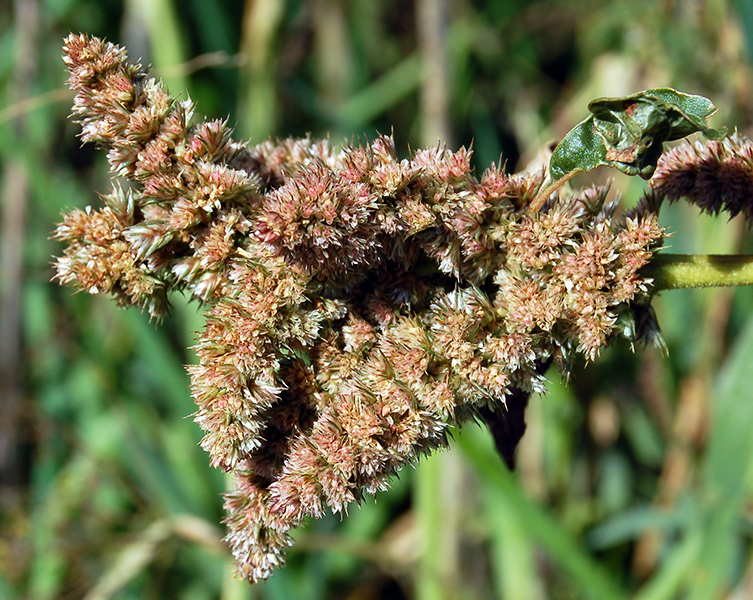 Image of Amaranthus retroflexus specimen.