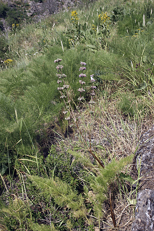 Image of Phlomoides brachystegia specimen.