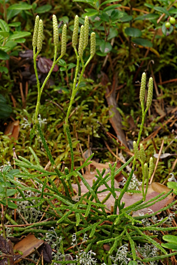 Image of Diphasiastrum complanatum specimen.