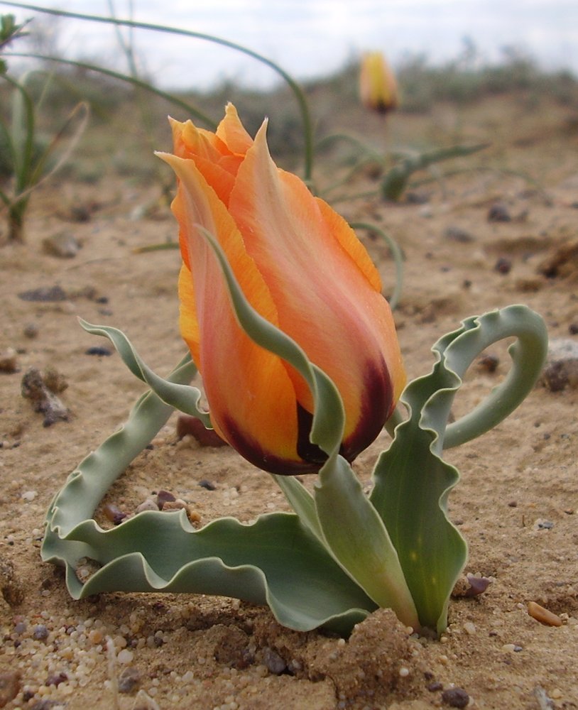 Image of Tulipa borszczowii specimen.