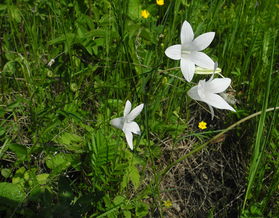 Image of Campanula patula specimen.