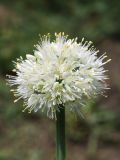 Allium nutans