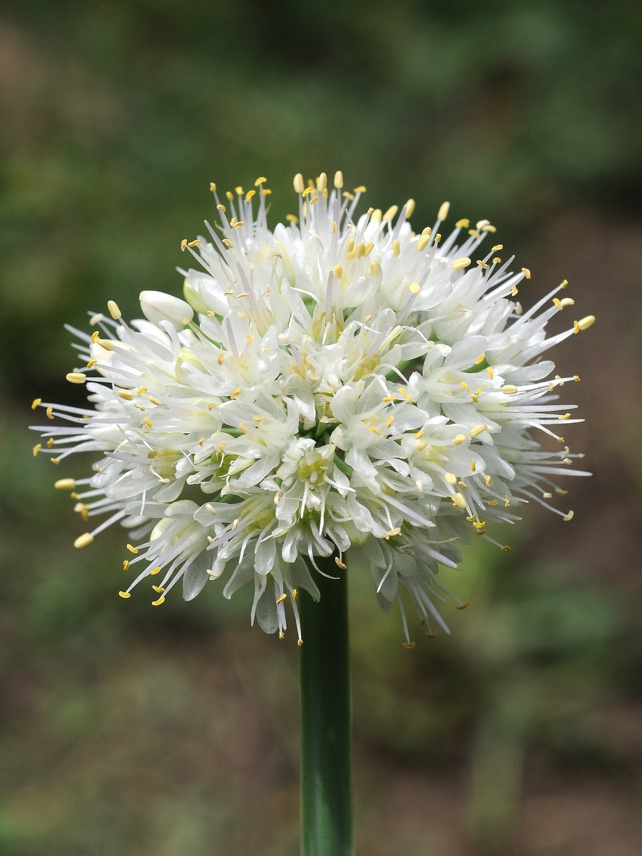 Image of Allium nutans specimen.