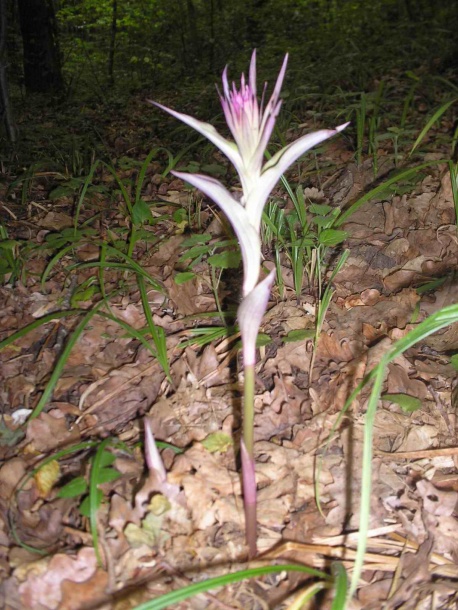 Image of Epipactis purpurata specimen.
