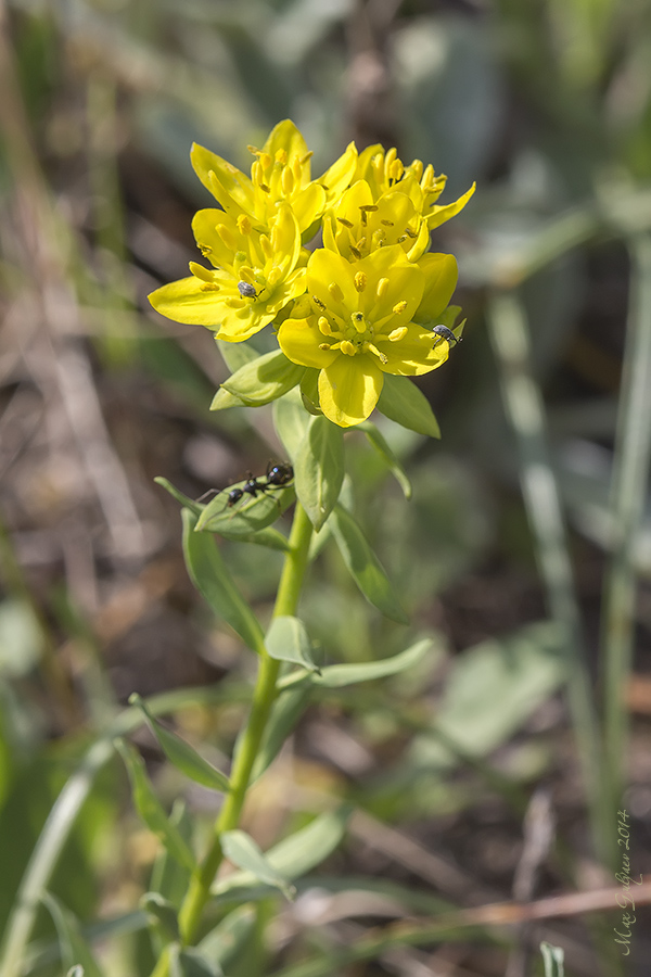 Image of Haplophyllum suaveolens specimen.