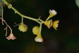 Image of taxon representative. Author is Татьяна Мальчинская