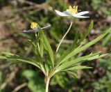 Anemone caerulea