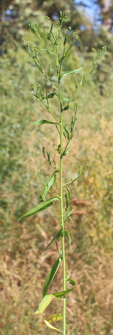 Image of Tripolium pannonicum specimen.