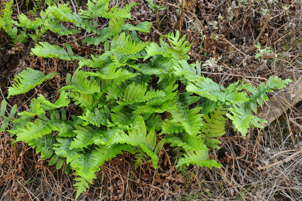 Image of Polypodium californicum specimen.