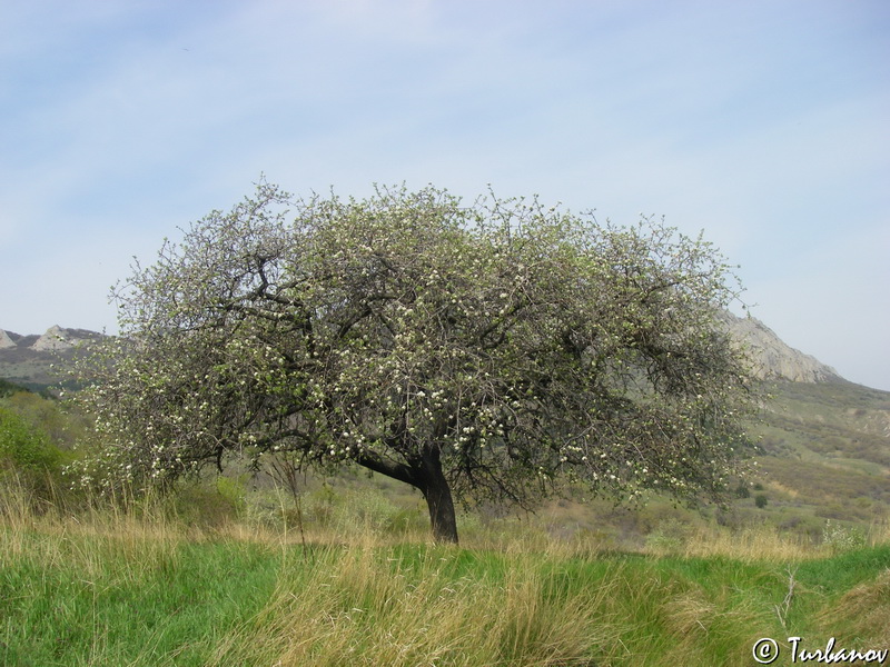 Image of Crataegus pojarkovae specimen.