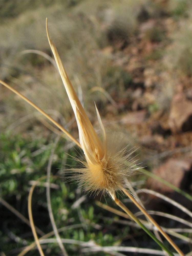 Image of Lygeum spartum specimen.