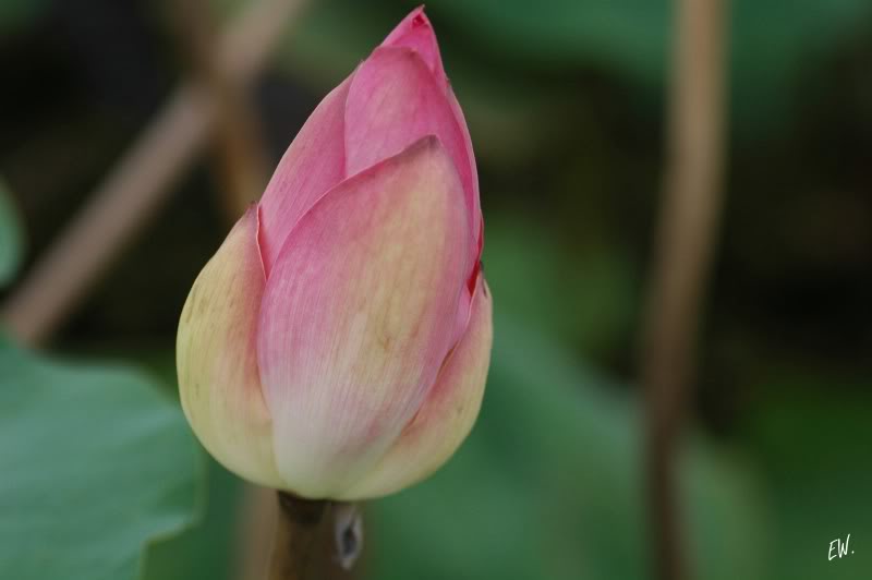 Image of Nelumbo nucifera specimen.