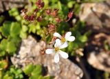 Saxifraga sibirica. Цветки и плоды. Карачаево-Черкесия, гора Мусса-Ачитара, ≈ 3000 м н.у.м., каменистый склон. 31.07.2014.