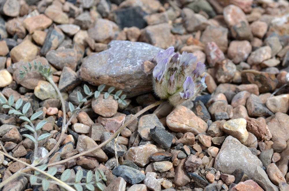 Image of Astragalus nivalis specimen.