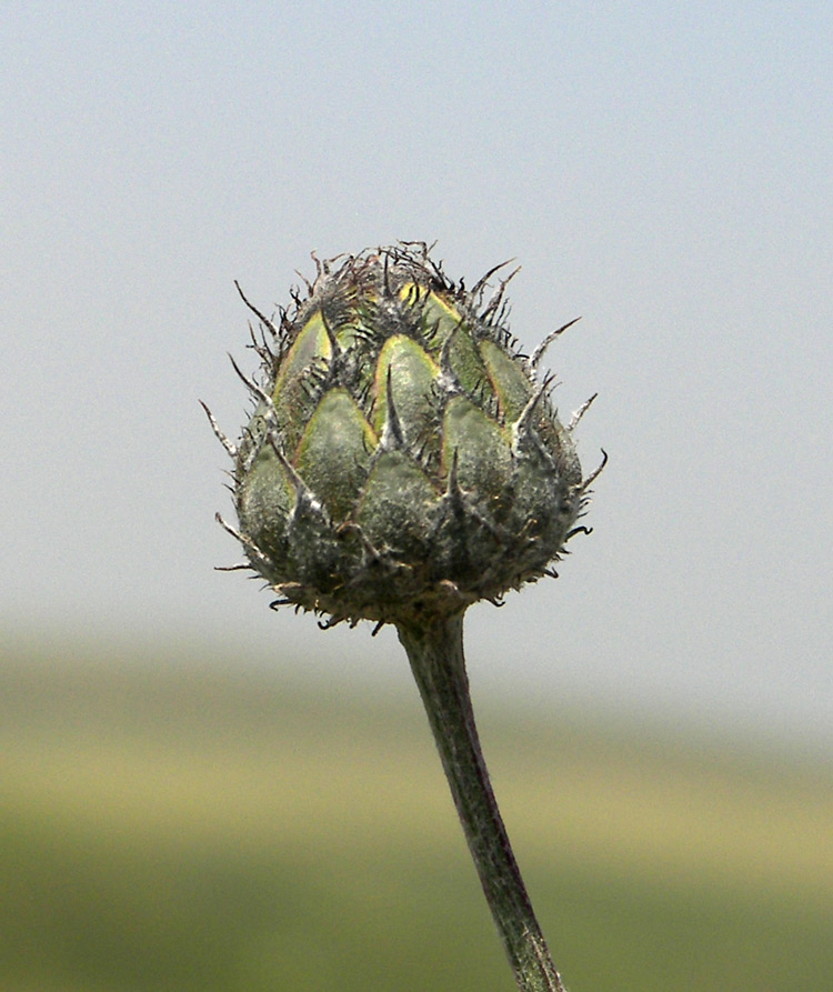 Image of Centaurea apiculata specimen.