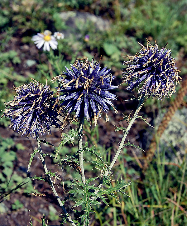 Изображение особи Echinops ruthenicus.