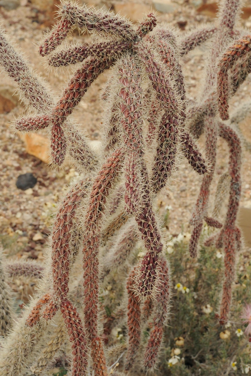 Изображение особи Cylindropuntia spinosior.