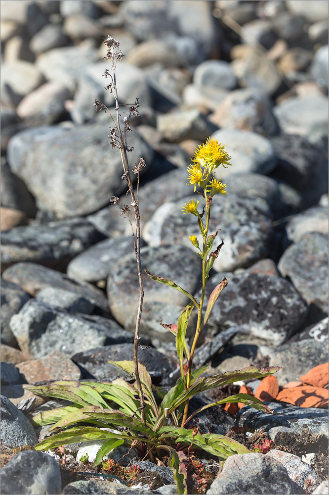 Image of Solidago virgaurea ssp. lapponica specimen.