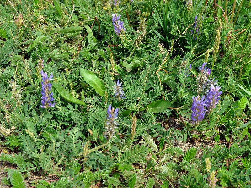 Изображение особи Astragalus adsurgens.