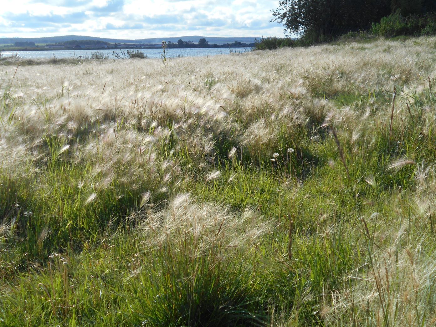 Image of Hordeum jubatum specimen.