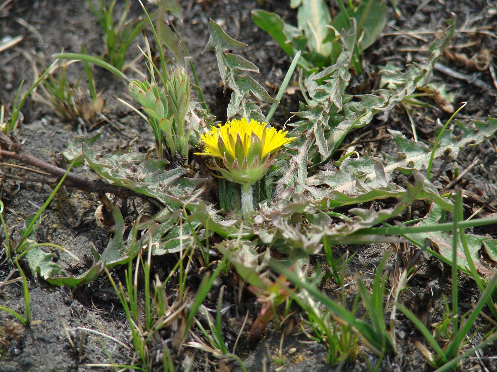 Изображение особи Taraxacum dissectum.