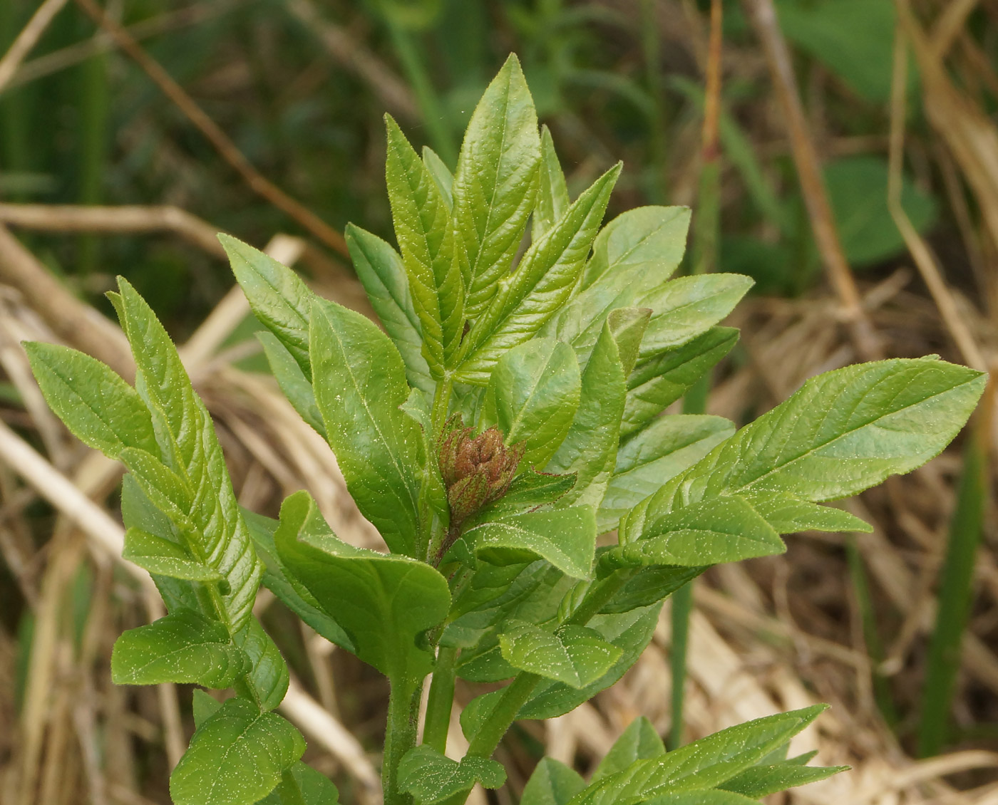 Image of Dictamnus angustifolius specimen.