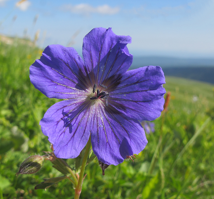 Изображение особи Geranium gymnocaulon.