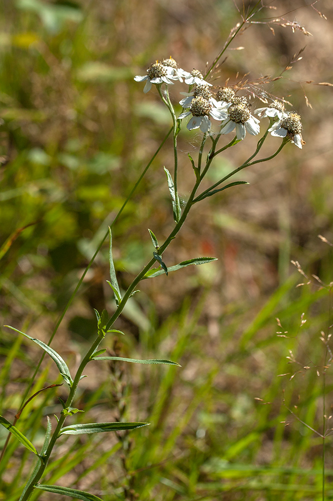 Изображение особи Achillea ptarmica.