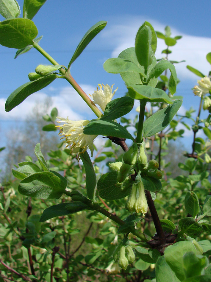 Image of Lonicera caerulea specimen.