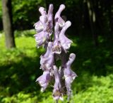 Aconitum septentrionale. Соцветие. Подмосковье, окр. г. Одинцово, опушка смешанного леса. Июнь 2015 г.